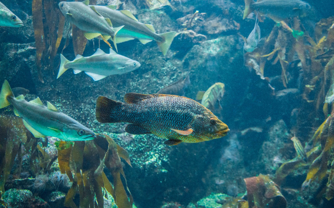 Exposition virtuelle sur la biodiversité marine menacée